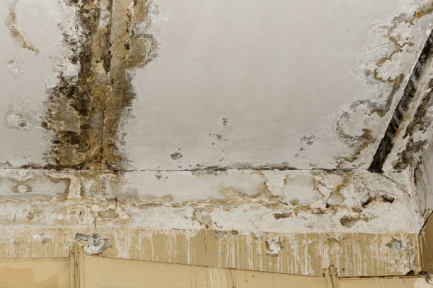 Best Mold Prevention Services  in Minersville, PA